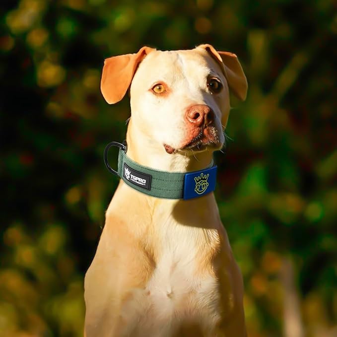 TSPRO Dog Collar, Nylon Heavy Duty Quick-Release Adjustable Dog Collar with Magic Name Tape, USA Flag Patch, D-Ring, for Small to Extra Large Dogs (Green, Size M or L)