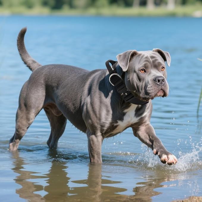 TSPRO Premium Dog Collars Tactical Dog Collar with Handle and Heavy Duty Quick-Release Metal Buckle Durable Thick and Adjustable for Medium to Large Dogs (Camo Blue L)