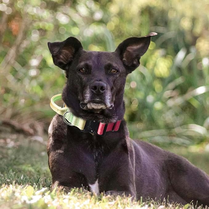 TSPRO Premium Dog Collars Tactical Dog Collar with Handle and Heavy Duty Quick-Release Metal Buckle Durable Thick and Adjustable for Medium to Large Dogs (Vitality Gradient M)