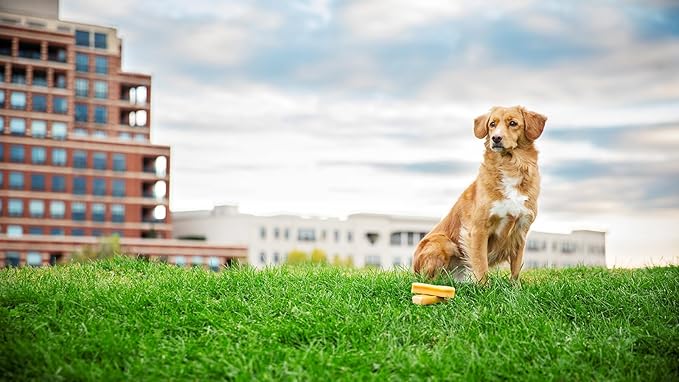 Yak Cheese Himalayan Dog Chews, High Protein, Natural Dog Treats for Medium Dogs, Lactose Free Sticks for Aggressive Chewers, Long Lasting Pet Treat for Dogs Under 35 lbs, 3 Medium Chews