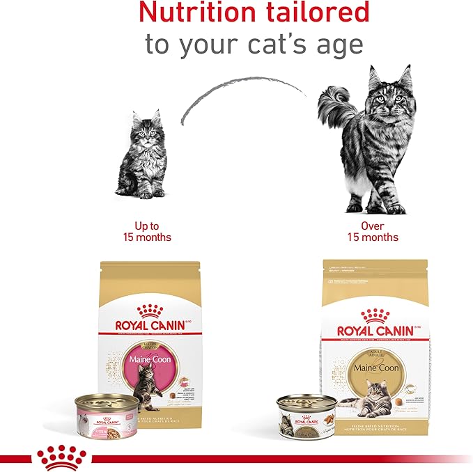 Royal Canin Maine Coon Breed Dry Kitten Food, 3 lb bag