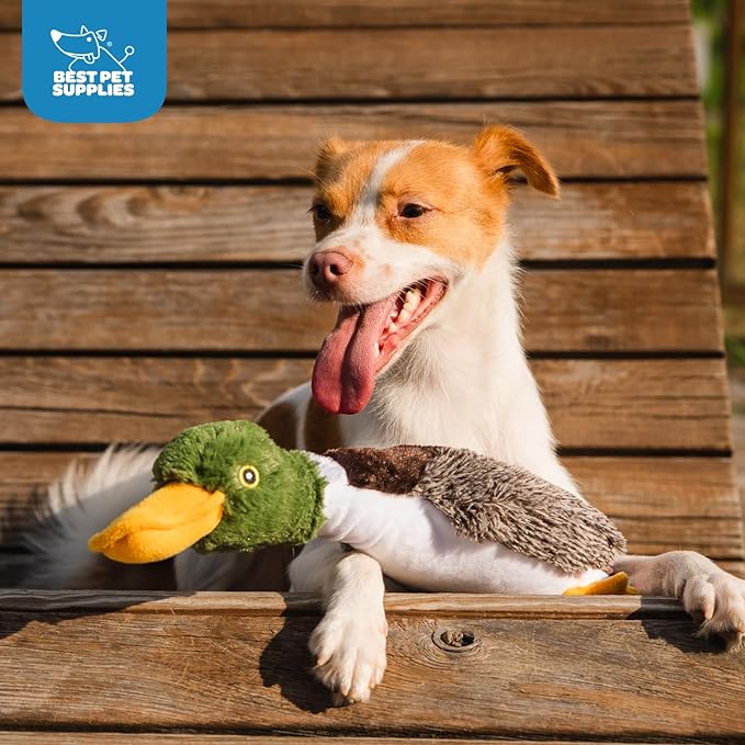 Best Pet Supplies Interactive Squeaky Dog Chew Toy, Ideal Dog Toys for Chewers, Small, Medium & Large Dogs, and Fetch Lovers - Duck (Mystery Box), Large