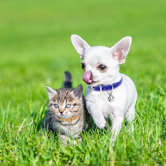 XXS Dog Collar Teacup Dog Yellow Dogs Collars, Teacup Dog Collars for Small Dogs Cats, Yellow, 3/8 inch Width