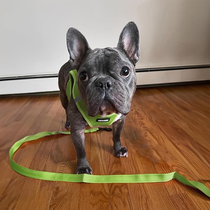 Voyager Reflective Dog Leash with Neoprene Handle, 5ft Long, Supports Small, Medium, and Large Breed Puppies, Cute and Heavy Duty for Walking, Running, and Training - Lime Green (Leash), L
