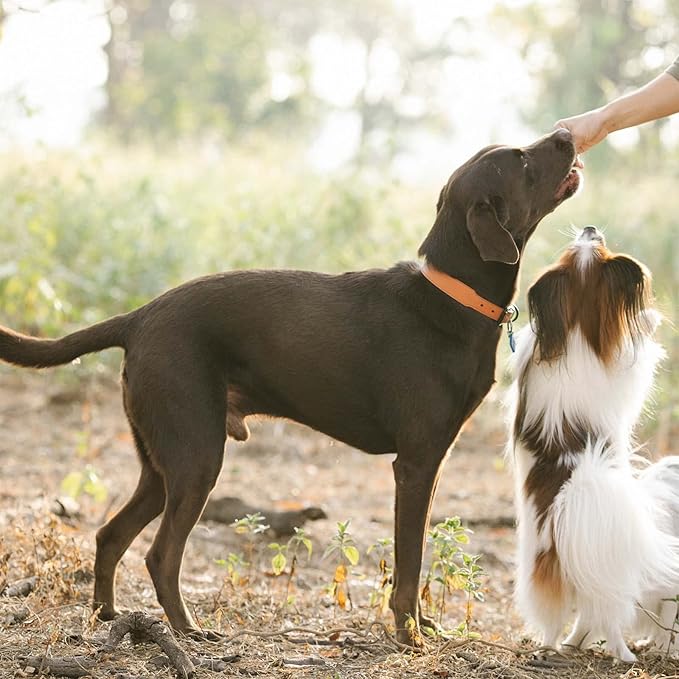 Dog Treats Chicken Jerky Tenders, Healthy Human Grade Chicken w/Taurine Rawhide-Free Grain-Free, High Protein Training Reward Treats Snacks for Small Medium Large Breed, 12 Counts, 10.6oz