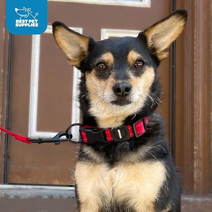 Best Pet Supplies Reflective Dog Collar with Adjustable Length, Heavy-Duty Buckle, and Strong Leash D-Ring, Training, Walking, Jogging Accessory for Small, Medium, and Large Breeds - Turquoise, M