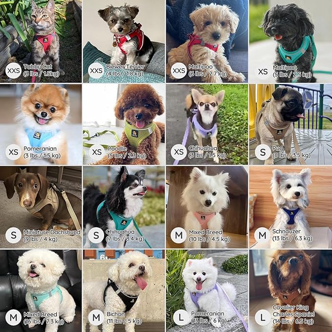 BELLA & PAL Step in Vest Harness for Small and Medium Dogs, No Pull Small Dog Harness with Leash Set, Comfortable Air Mesh Dog Vest Harness with Reflective Strip (Sapphire(Round Rope), XXS)