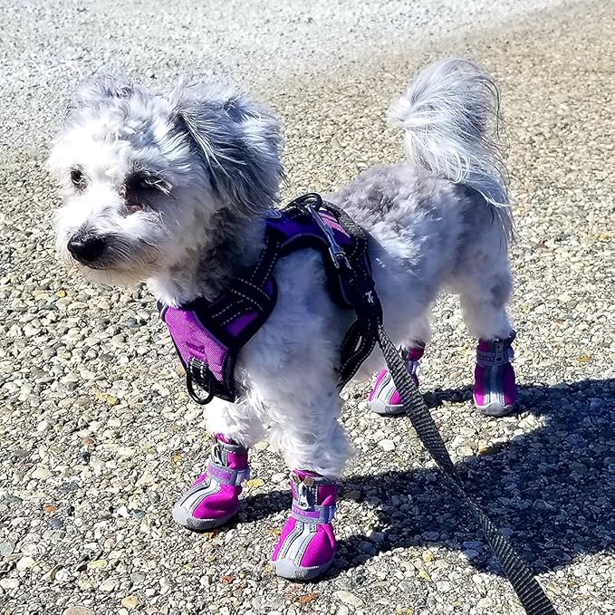 QUMY Dog Shoes for Small Dogs, Puppy Dog Boots & Paw Protector for Winter Snow Day, Summer Hot Pavement, Waterproof in Rain Weather, Ourdoor Hiking, Indoor Hardfloors Skid-resistant Sole Purple Size 1
