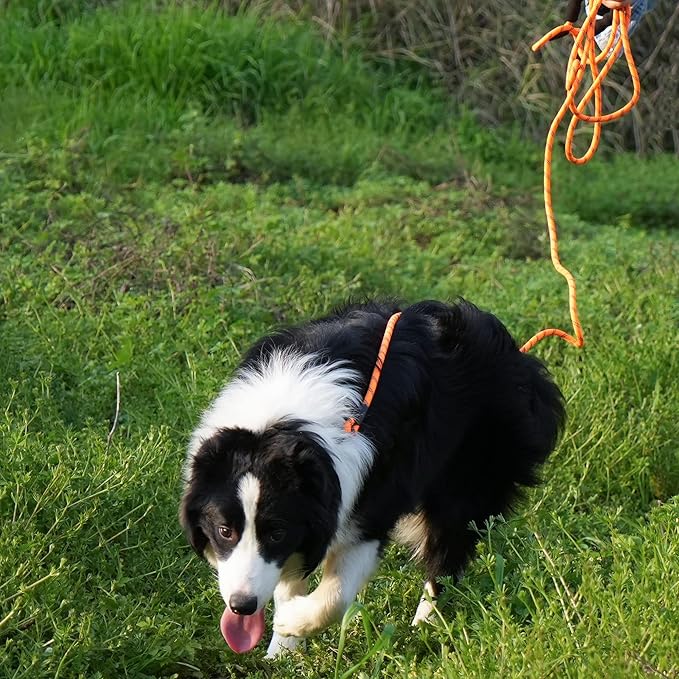 NTR 100FT Leash for Large Breed Dog, Long Leash with Swivel Lockable Hook, Padded Handle and Highly Reflective Thread, Pet Lead for Walking, Hunting,Camping, Backyard for Small Medium Large Dog