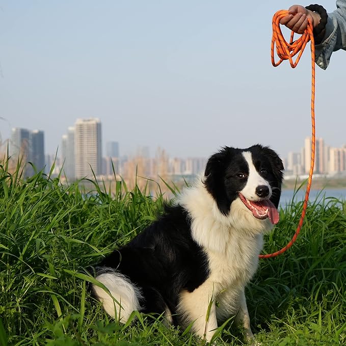 NTR 50FT Dog Long Leash, Rope Leash with Swivel Lockable Hook and Comfortable Padded Handle, Training Lead for Walking, Hunting, Camping, Backyard Small Medium Large Dogs, Orange