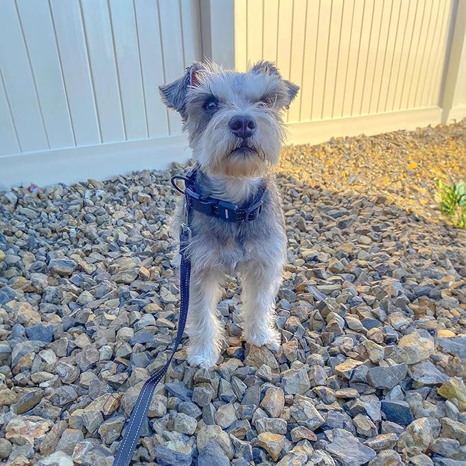 Voyager Reflective Dog Leash with Neoprene Handle, 5ft Long, Supports Small, Medium, and Large Breed Puppies, Cute and Heavy Duty for Walking, Running, and Training - Blue (Leash), M