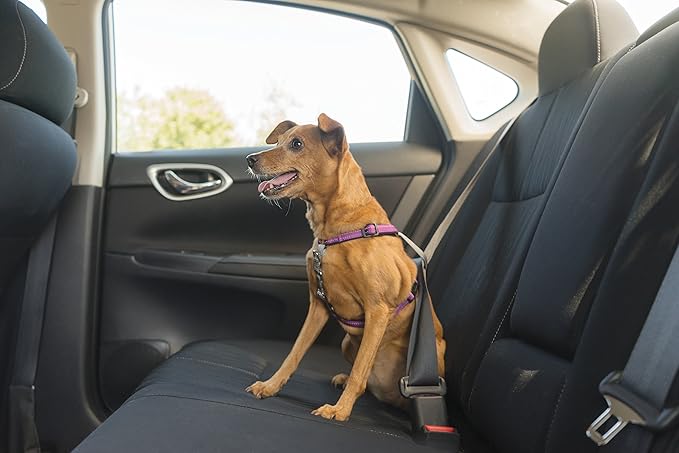 PetSafe 3 in 1 Dog Harness - No Pull Solution for Dogs - Reflective Dog Harness - Front D-Ring Clip Helps Stop Pulling - Comfortable Padded Straps - Top Handle Enhances Control - Plum - Extra Small