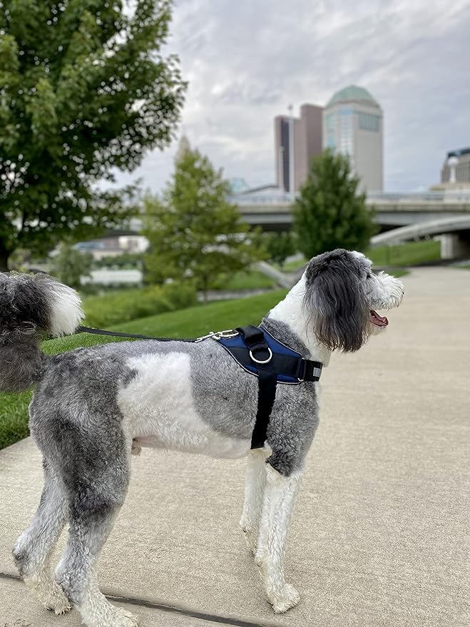 ShawnCo Essential Dog Harness, No-Pull Pet Vest with 3 Leash Clips, No Choke, Reflective, Adjustable and Padded, for Easy Walking and Training for Small, Medium and Large Dogs (Pacific Blue, S)