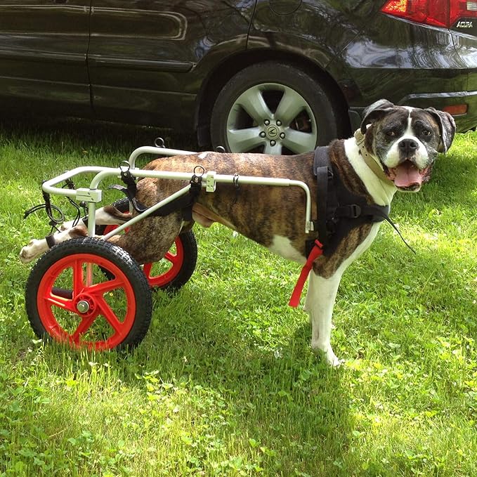Standard Rear Support Dog Wheelchair FML Elite, Large