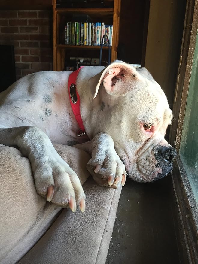 LuckyPet Rivet-On Pet ID Tag - Personalized, Silent and Customized - Suitable for Cats and Dogs - Heavy-Duty Pet Identification - Engraved Tags - Small, Matte Finish Stainless Steel