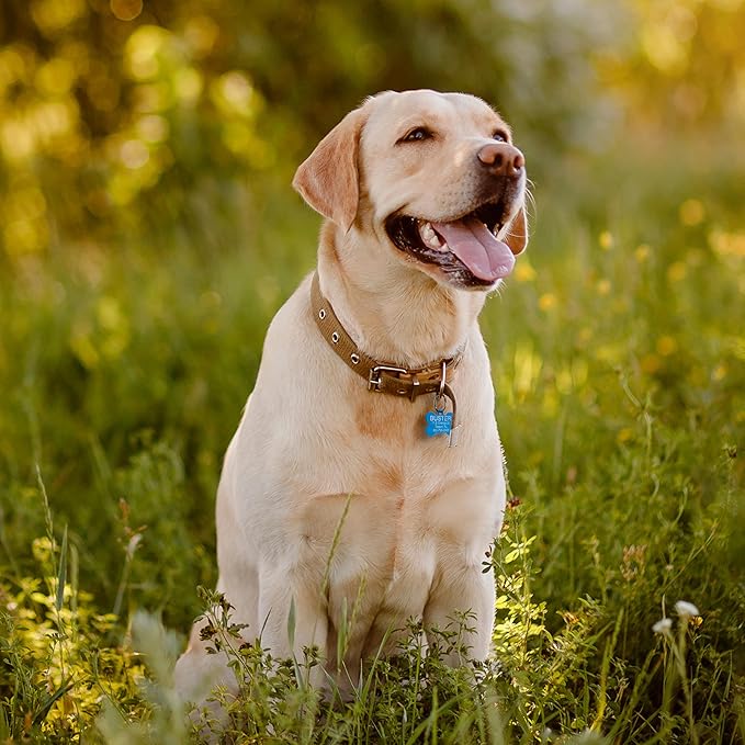 Providence Engraving Pet ID Tags in 8 Shapes, 9 Colors, and Two Sizes - Personalized Dog and Cat Tags with 4 Lines of Customizable Text