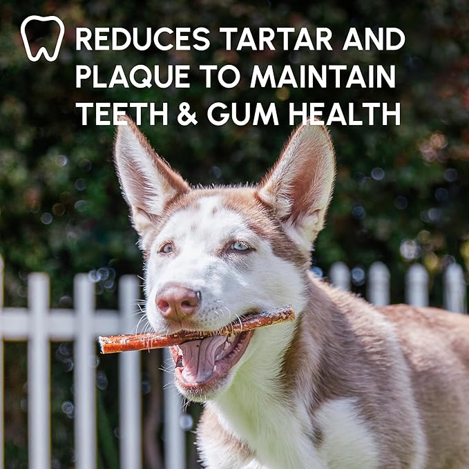 Downtown Pet Supply 6-inch Bully Sticks for Dogs, Pack of 10 - Single Ingredient, Nutrient-Rich and Odor Free Bully Sticks for Dogs - Rawhide Free Dog Chews Long Lasting and Non-Splintering