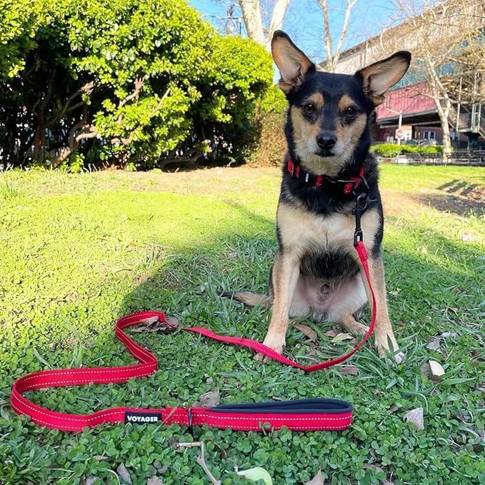 Voyager Reflective Dog Leash with Neoprene Handle, 5ft Long, Supports Small, Medium, and Large Breed Puppies, Cute and Heavy Duty for Walking, Running, and Training - Red (Leash), S