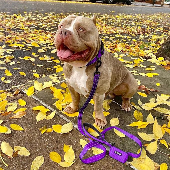 Voyager Reflective Dog Leash Collar Set with Neoprene Handle Supports Small, Medium, and Large Breed Puppies, Cute and Heavy Duty for Walking, Running, and Training - Purple, L
