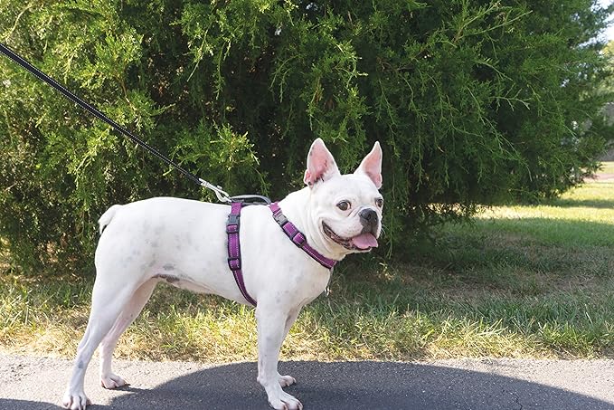 PetSafe 3-in-1 Harness - Comfortable Easy-Walk Dog Chest Harness with Front Leash Attachment to Reduce Pulling, Choking & Gagging - Dog Obedience Gear - Medium - Plum
