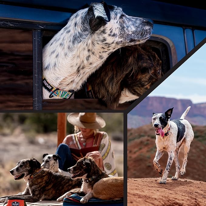 Wolfgang Heavy Duty Martingale Dog Collar with Quick Release Nylon Buckle for Walking & Training, PackLeader Print, Extra Large