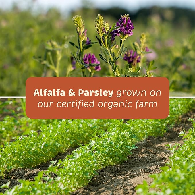 Spirited Paw Dental for Cats & Dogs - Teeth Support Powder for Dogs & Cats - Pet Health Supplements with Calcium & Fresh Breath Support - Dental Care for Plaque & Tartar - 165 g