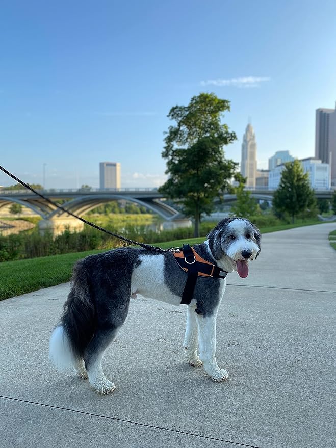 ShawnCo Essential Dog Harness, No-Pull Pet Vest with 3 Leash Clips, No Choke, Reflective, Adjustable and Padded, for Easy Walking and Training for Small, Medium and Large Dogs (Sunset Orange, S)