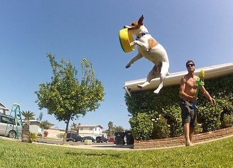 HurriK9 Flying Ring Launcher Dog Exerciser Starter Pack | Quickly Exercises Your Dog | Includes Launcher Starter Pack & 6 EVA Foam Rings