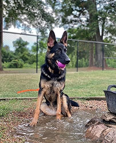 Chew King Fetch Balls Extremely Durable Natural Rubber Toy 2.5 inch, 8-pack (CM-0264-CS01)