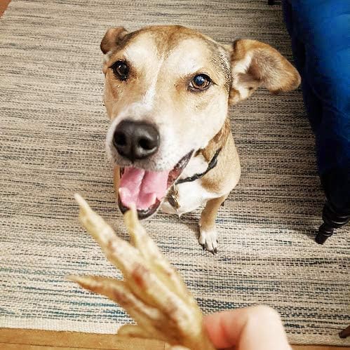 Green Butterfly Chicken Feet Dog Treats - 100% All Natural Single Ingredient Dental Chews for Dogs Made in USA from Farm Raised American Chickens - Rich in Glucosamine for Joint Health (10 Pack)