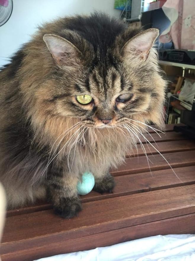 Cat Toys Ball Cat Toys Balls with Bell Eco-Printing Baby Clothing