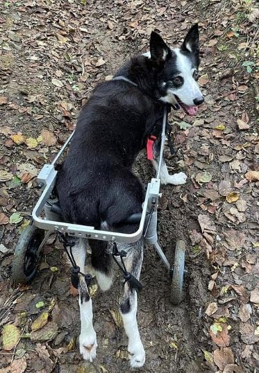 Dog Wheelchair