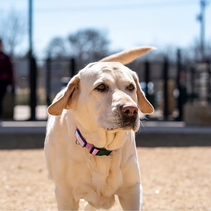 Martingale Collar for Training Dogs. Adjustable Reflective Collars with Buckle-USA Flag- NO Pull-Prevents Slipping Out, for Medium Large XL Dogs. Helps with Strong pullers (XL, Pink)