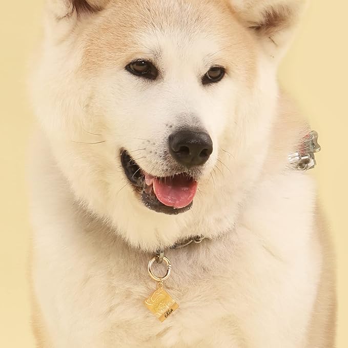 Dogs ID Tags Personalized Front and Back Engraving Brass Adventure Map Shape