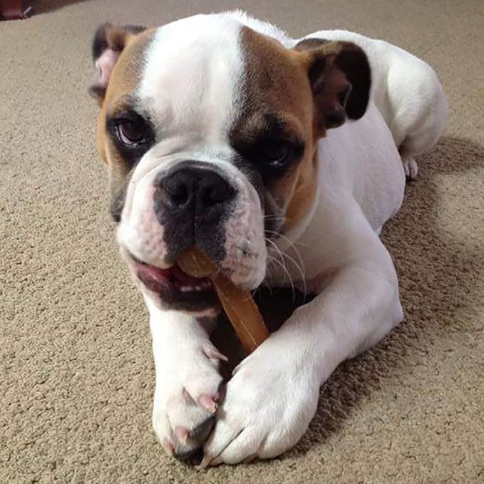 Cheese Dog Chew Bone | Long Lasting-Stain Free-Protein Rich-Low Odor | 100% Natural, Healthy & Safe | No Lactose, Gluten, Soy or Grains | for Dogs 30 lbs and Under