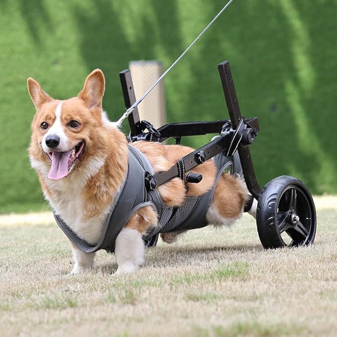 Large Dog Wheelchair for Back Legs with Pet Traction Rope - Adjustable Hind Leg Support Cart with Breathable Air Mesh Harness, All-Terrain Wheels & Foldable Frame - Mobility Aid for Disabled/Injured