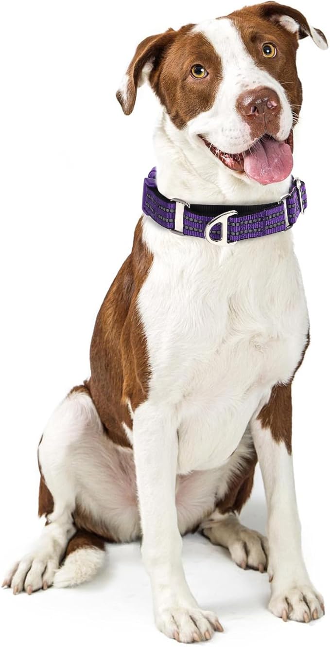Martingale Collar for Dogs - Reflective Nylon with Padded Comfort & Quick Release Buckle - No Slip Choke Heavy Duty Collar for Safe Training, Walking & Nighttime Use Purple M