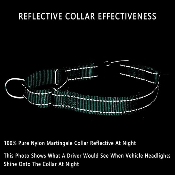 Plutus Pet Reflective Martingale Collar with Buckle - Durable and Adjustable Training Collar for No Pulling, Dog Choker Collar for Small Medium Large Dogs, Teal, S