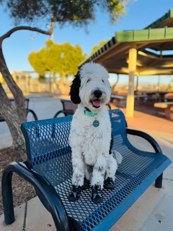 Dog Shoes for Large Medium Size Dogs, Waterproof Anti Slip Dog Boots&Paw Protectors for Summer Hot Pavement Winter Snow, Breathable Dog Booties for Outdoor Walking Hiking Hardwood Floor