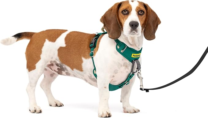 PetSafe Easy Walk Comfort No-Pull Dog Harness - Better Walk Training Harness - Full Body Padded Design - Durable Fabric - 5 Point Adjustable Fit - Everyday Leash Training - Green - Small/Medium