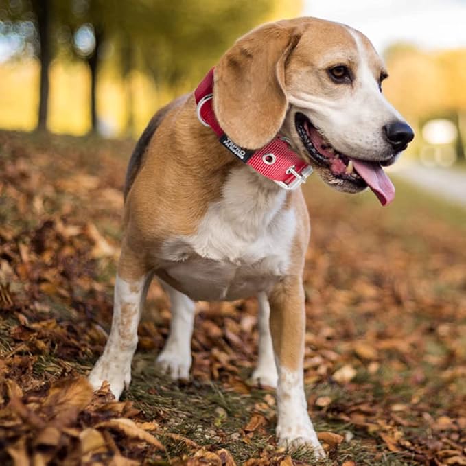 TSPRO Tactical Dog Collar 1.25 Inch Wide Thick Dog Collars with Heavy Duty Metal Buckle, Durable, Strong, Adjustable for Small Dogs (Yellow S)