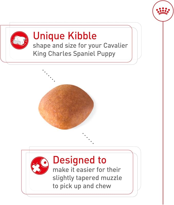 Royal Canin Breed Health Nutrition Cavalier King Charles Spaniel Puppy Dry Dog Food, 3 lb Bag