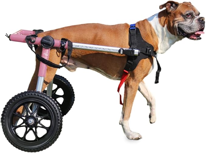 Walkin' Wheels Dog Wheelchair - for Med/Large Dogs 50-69 lbs - Veterinarian Approved - Dog Wheelchair for Back Legs