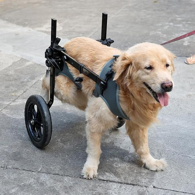 Large Dog Wheelchair for Back Legs with Pet Traction Rope - Adjustable Hind Leg Support Cart with Breathable Air Mesh Harness, All-Terrain Wheels & Foldable Frame - Mobility Aid for Disabled/Injured