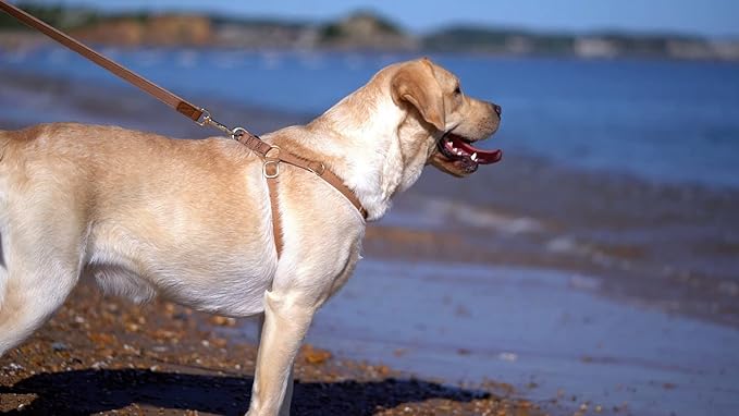 No Pull Dog Harness with Multifunction Dog Leash,Soft Adjustable No Choke Escape Proof Pet Harness Vest for Medium Dogs or Large Dogs,Khaki Camel,L