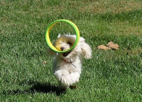 HurriK9 Flying Ring Launcher Dog Exerciser Starter Pack | Quickly Exercises Your Dog | Includes Launcher Starter Pack & 6 EVA Foam Rings