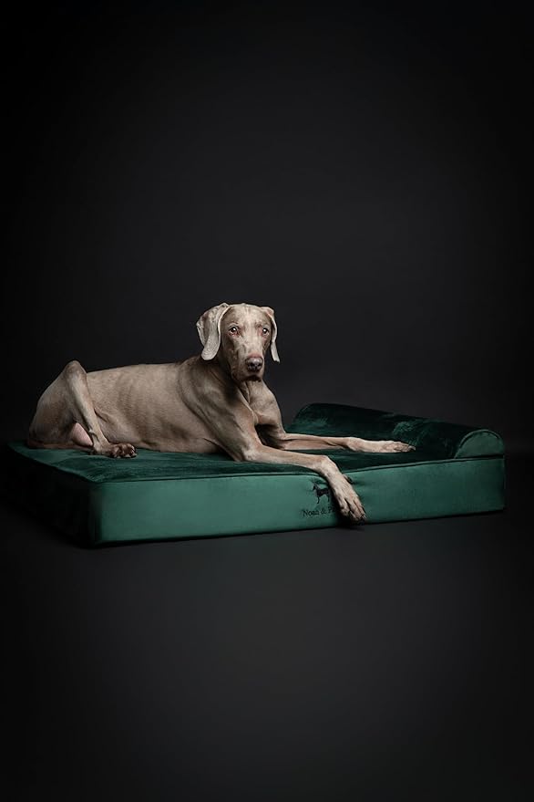 NOAH & PAW XL Dog Bed, 45x35x9.1 Inch, Orthopedic Large Dog Beds, Eggshell Memory Foam Infused with Cooling Gel, Waterproof, Machine Washable, Includes Inner Cover (Velvet Collection)