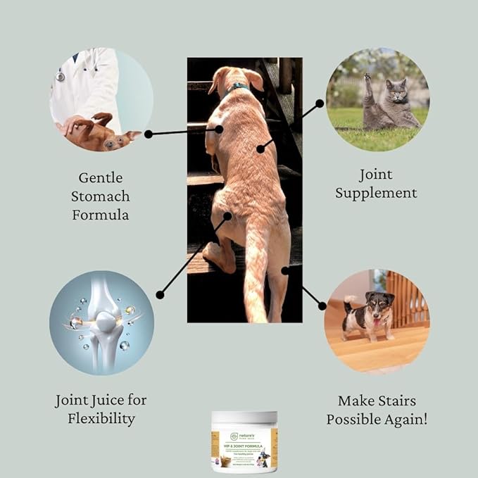 Nature's Pure Edge Dog & Cat Hip + Joint Powder Supplement – Extra Strength Glucosamine & Chondroitin for Dogs (Senior Friendly) | Arthritis & Joint Pain Relief | 170 g