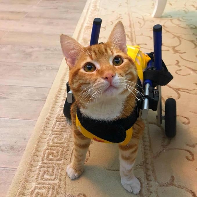 Walkin' Wheels Lightweight – for Small Cats 2 to 20 Pounds – Veterinarian Approved – Cat Wheelchair for Back Legs, for Cats 11-20 lbs, 3-6 inches Leg Height – Blue