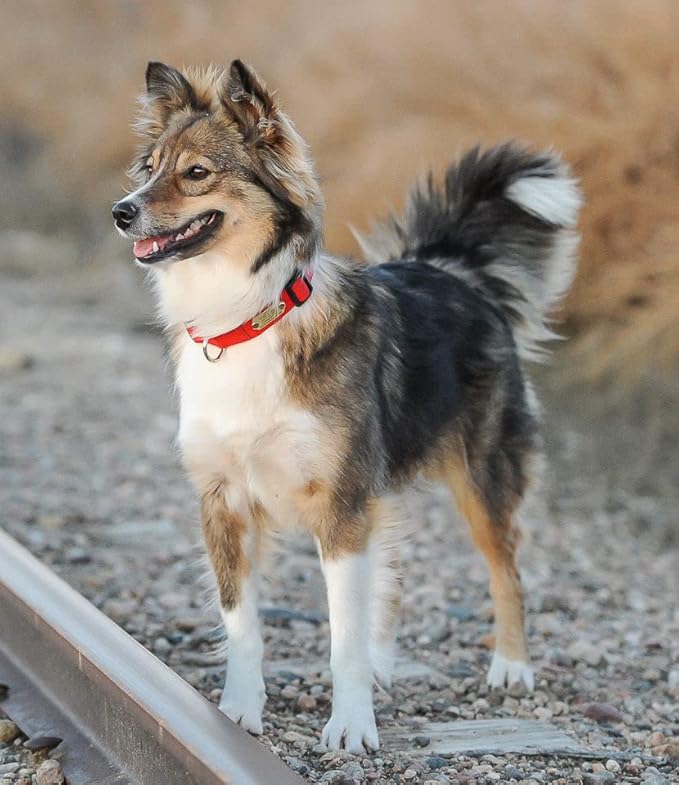 LuckyPet Rivet-On Pet ID Tag - Personalized, Silent and Customized - Suitable for Cats and Dogs - Heavy-Duty Pet Identification - Engraved Tags - Small, Matte Finish Stainless Steel